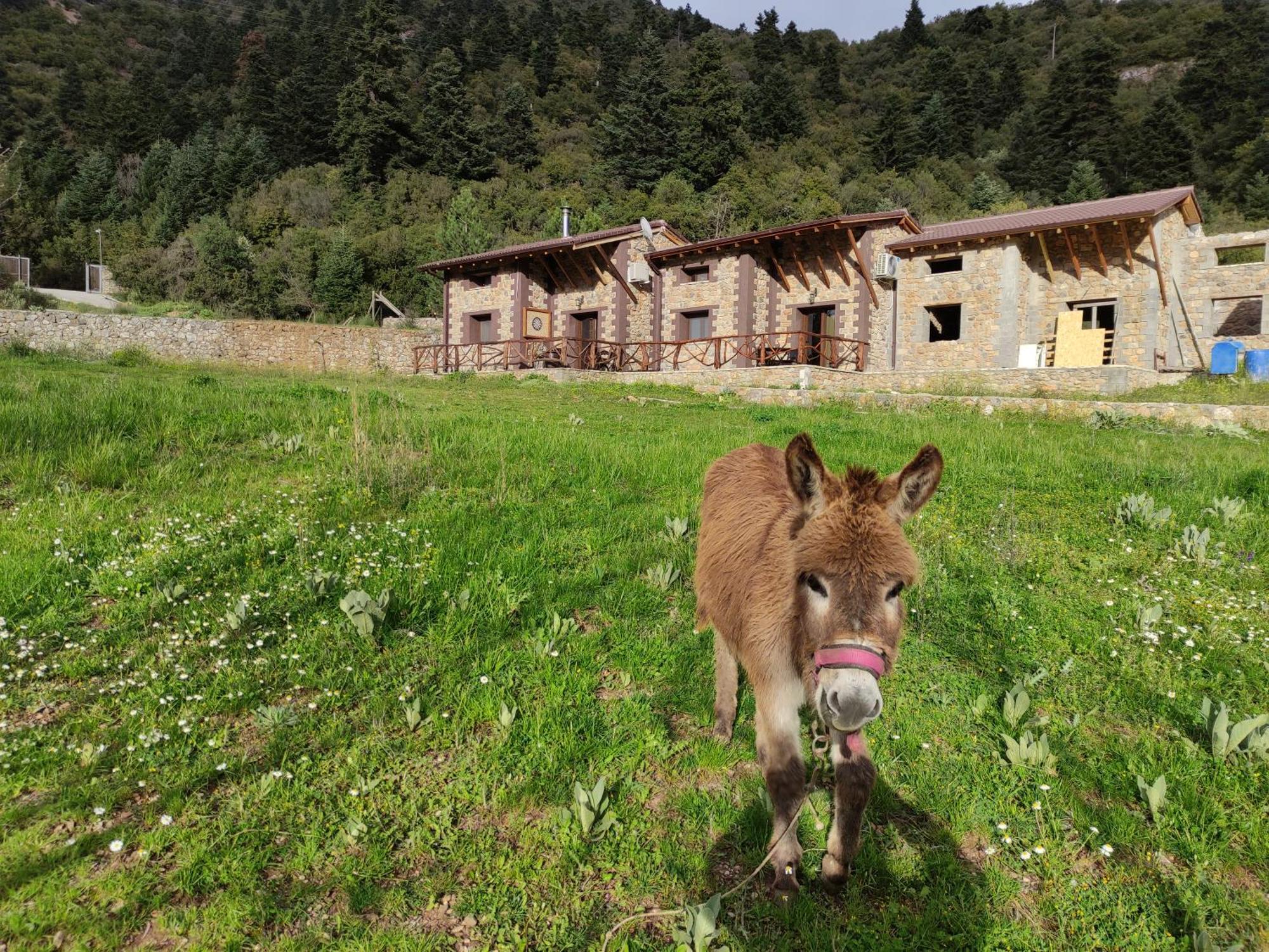 Oneiropagidasuites Kalavryta Habitación foto